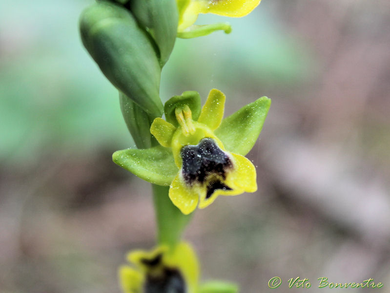 Ophrys lutea subsp. galilaea