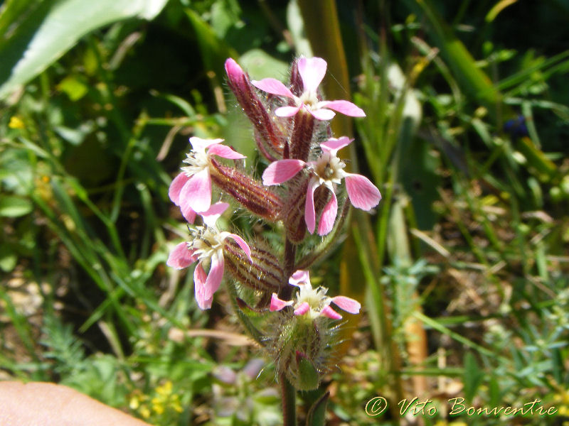 Pensavo fosse Silene sedoides - no, Silene gallica