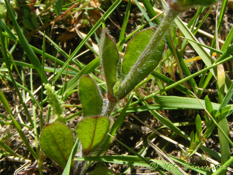 Pensavo fosse Silene sedoides - no, Silene gallica