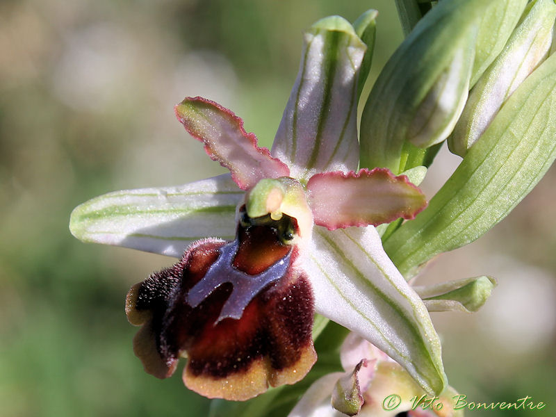 Ophrys panormitana