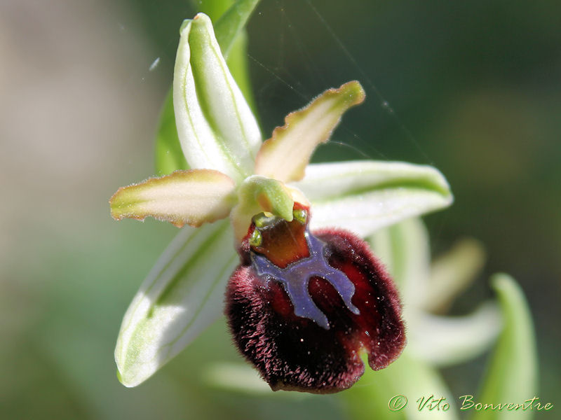 Ophrys panormitana