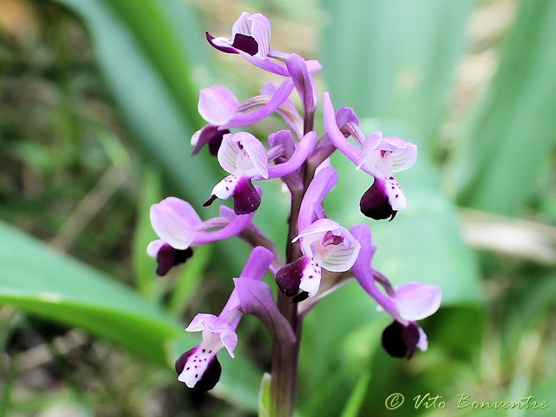 Anacamptis morio subsp. longicornu born in Erice