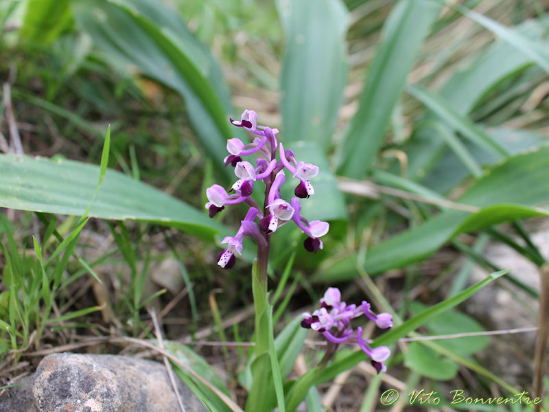 Anacamptis morio subsp. longicornu born in Erice