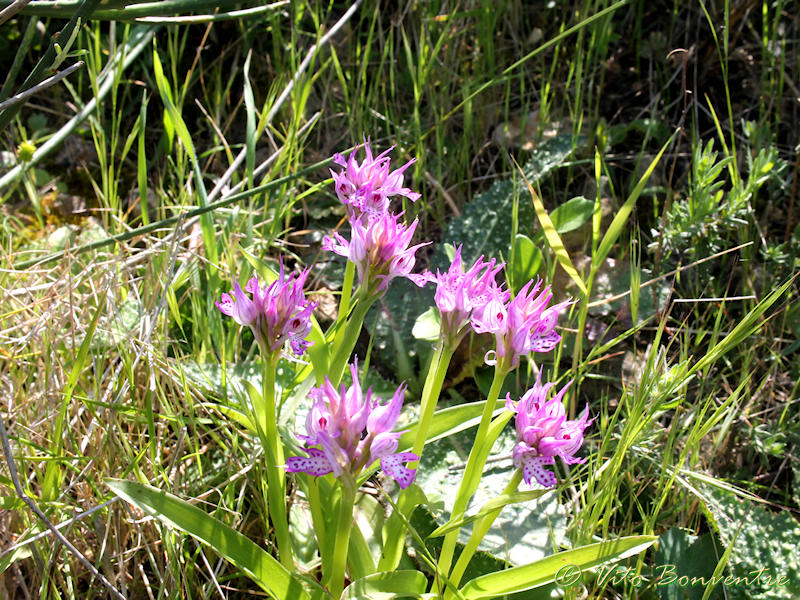 Neotinea tridentata