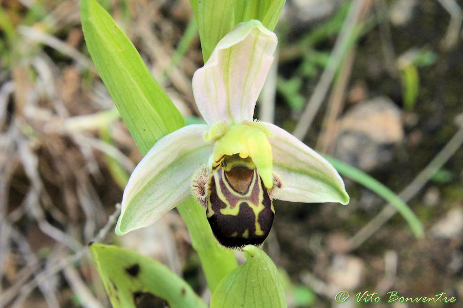 Ophrys apifera