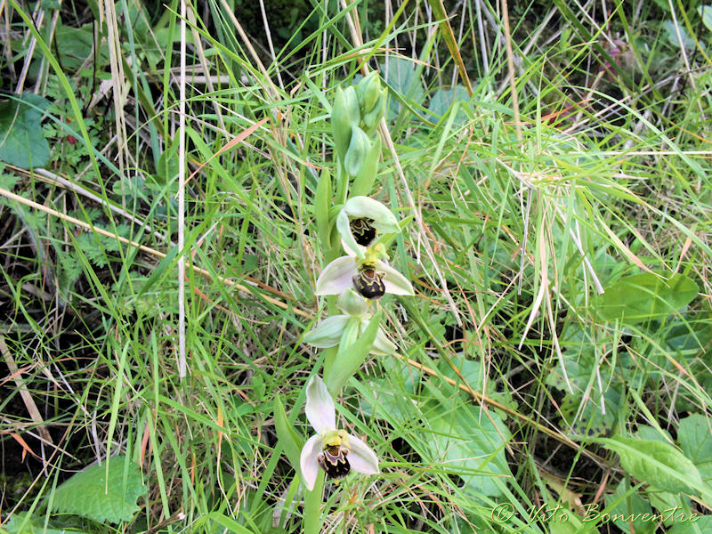 Ophrys apifera