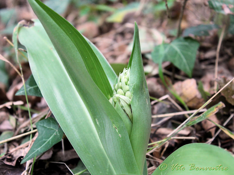 The coming back of Himantoglossum robertianum