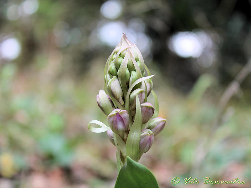 The coming back of Himantoglossum robertianum