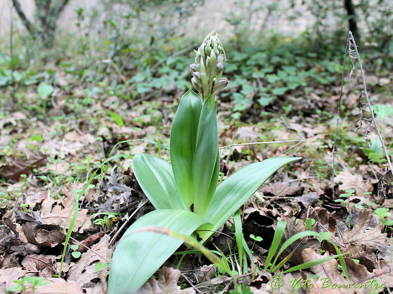 The coming back of Himantoglossum robertianum