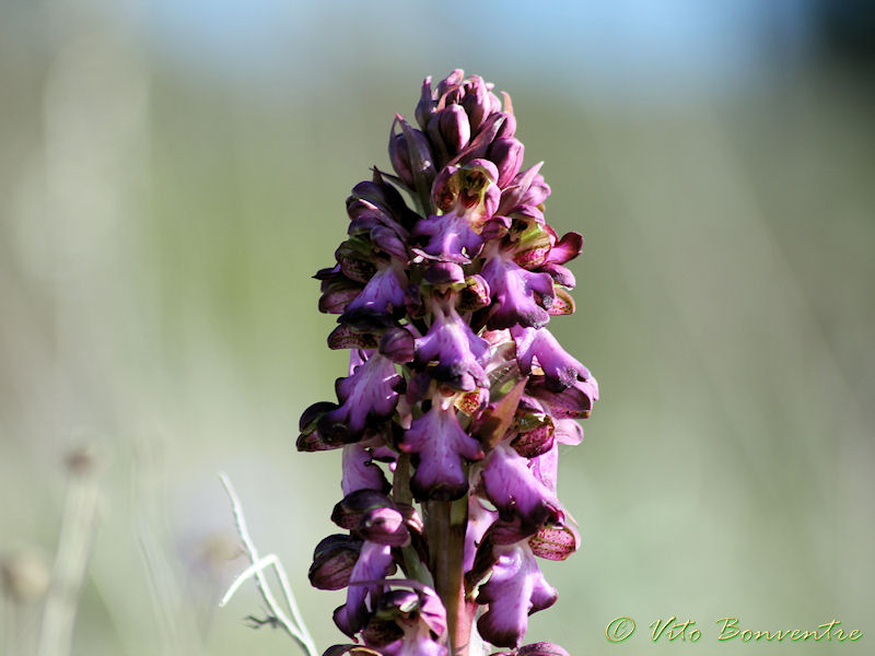 News delle Orchidee ericine