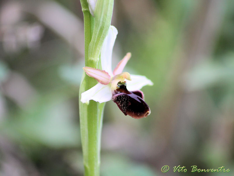 News delle Orchidee ericine