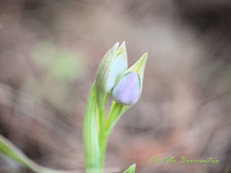 News delle Orchidee ericine