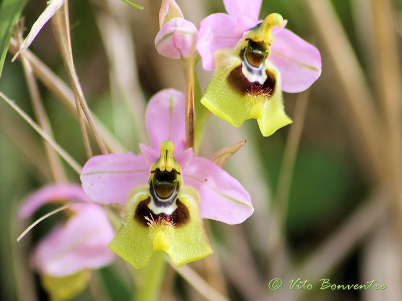 Orchidee ericine