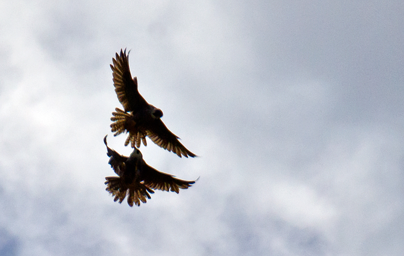 Rapace da identificare