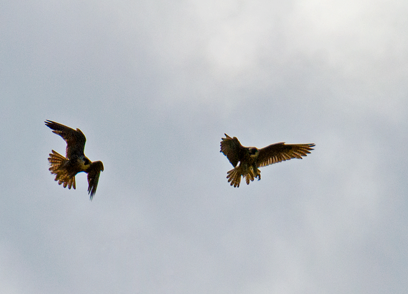 Rapace da identificare