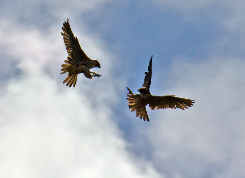 Rapace da identificare