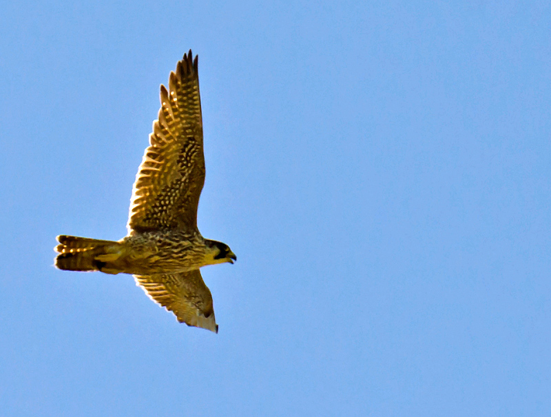 Rapace da identificare