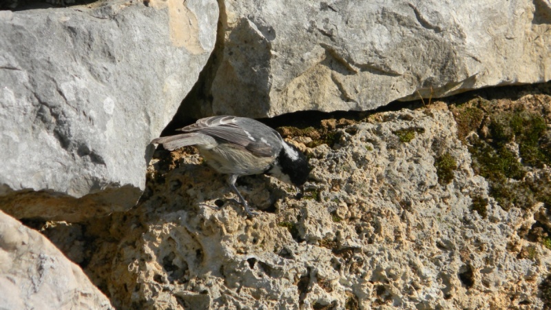 identificazione (cincia mora?)