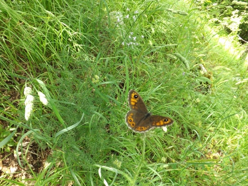 A.io, P.aegeria, Pieris sp., L.petropolitana (?) e maera