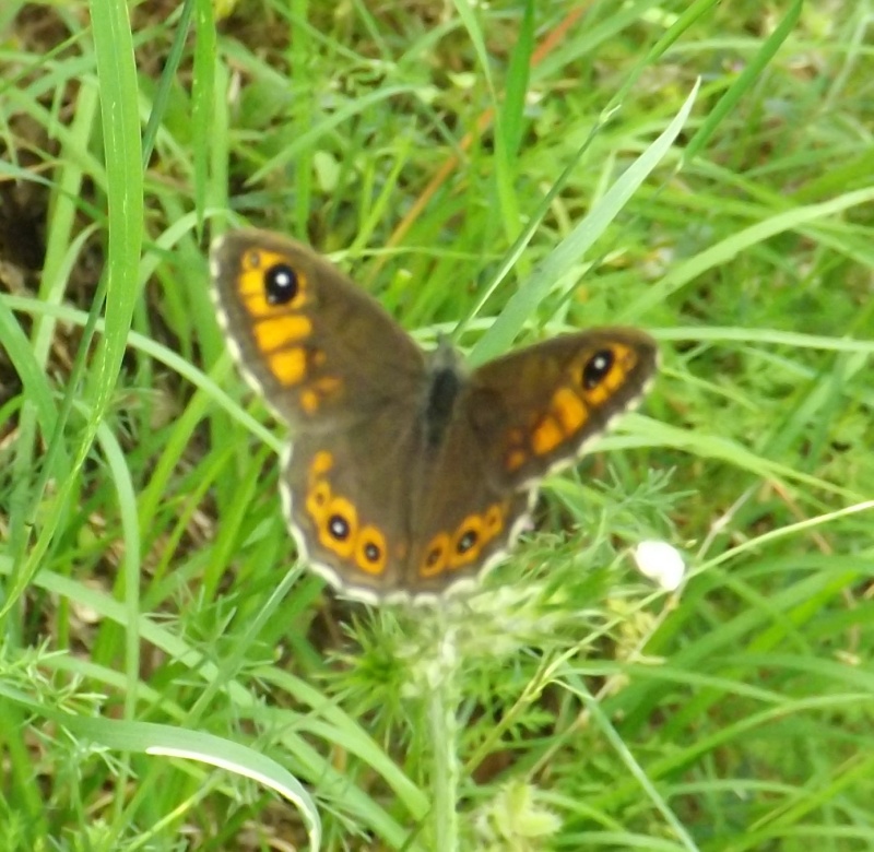 A.io, P.aegeria, Pieris sp., L.petropolitana (?) e maera