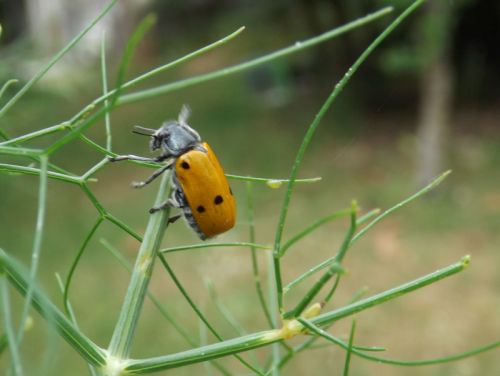 Chrysomelidae(Lachnaia italica),Cantharidae e Tenebrionidae