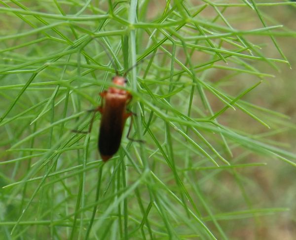 Chrysomelidae(Lachnaia italica),Cantharidae e Tenebrionidae