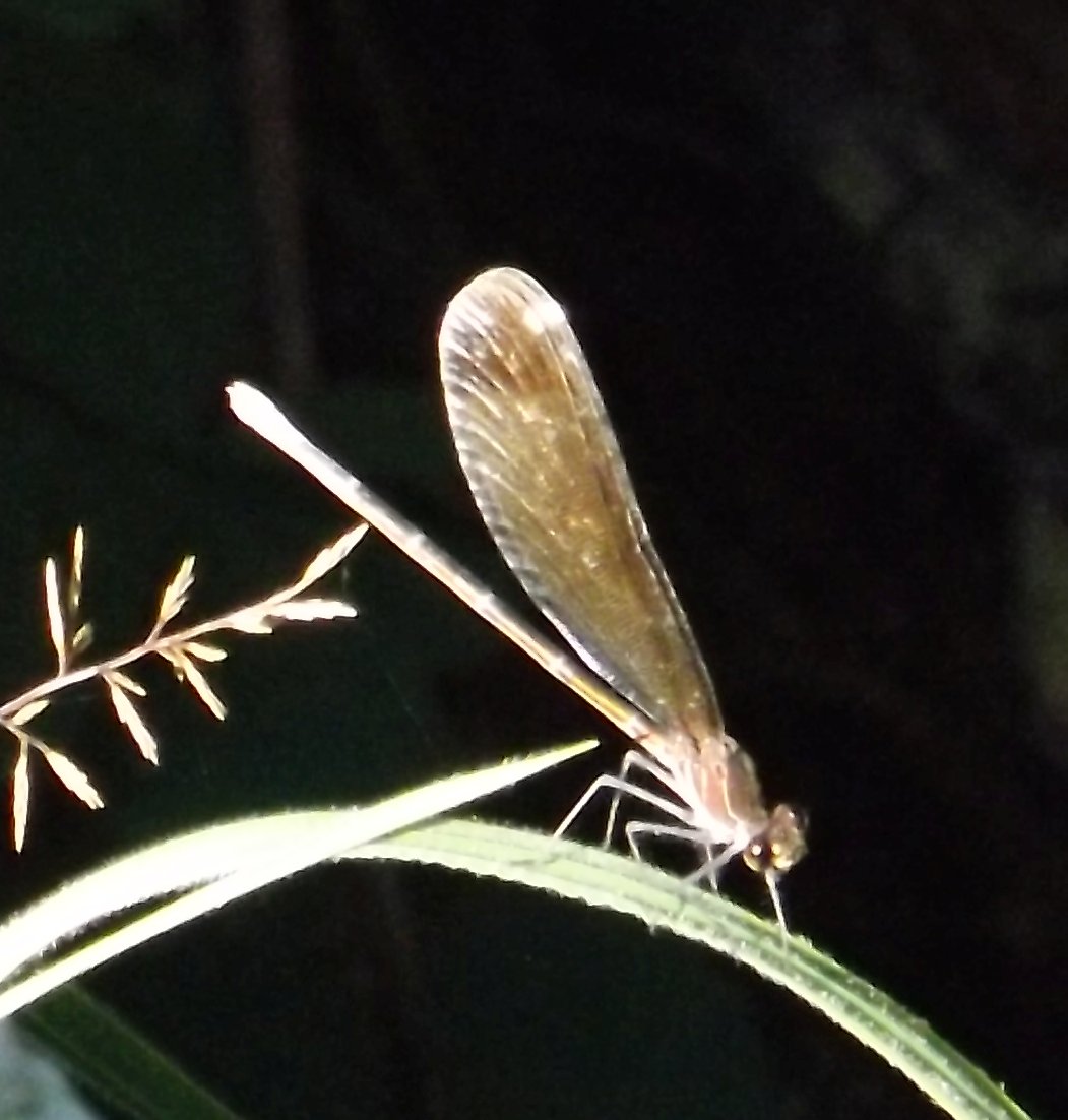 femmina di Calopteryx haemorrhoidalis