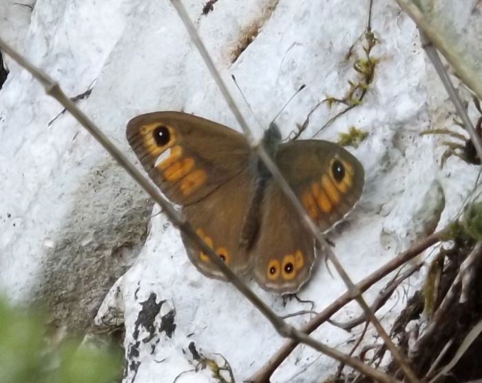 A.io, P.aegeria, Pieris sp., L.petropolitana (?) e maera