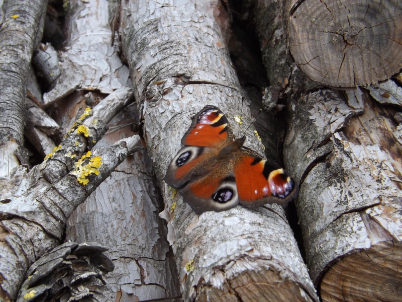 A.io, P.aegeria, Pieris sp., L.petropolitana (?) e maera