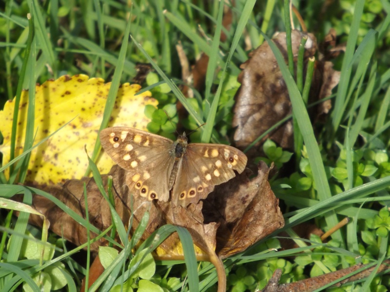 A.io, P.aegeria, Pieris sp., L.petropolitana (?) e maera