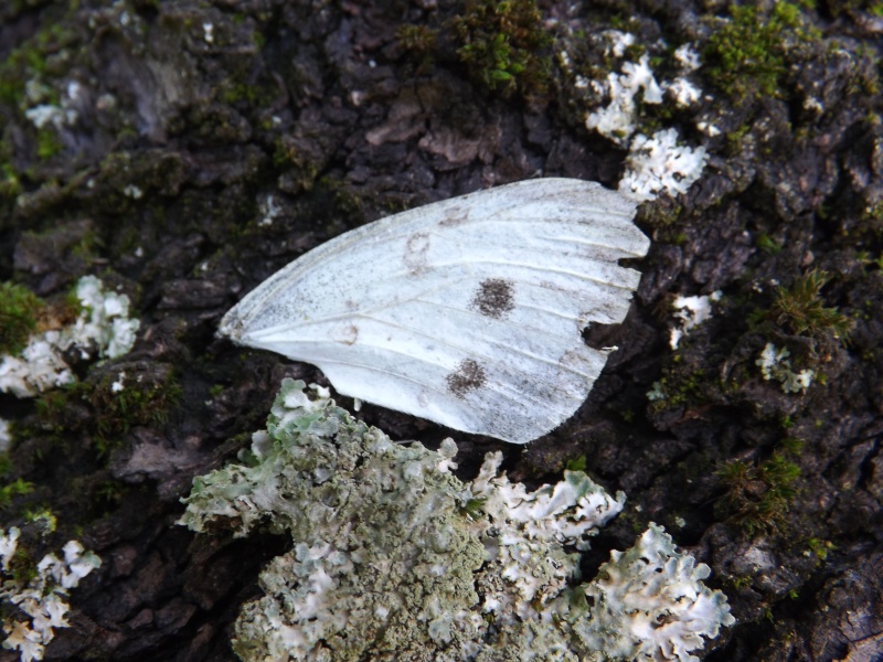 A.io, P.aegeria, Pieris sp., L.petropolitana (?) e maera