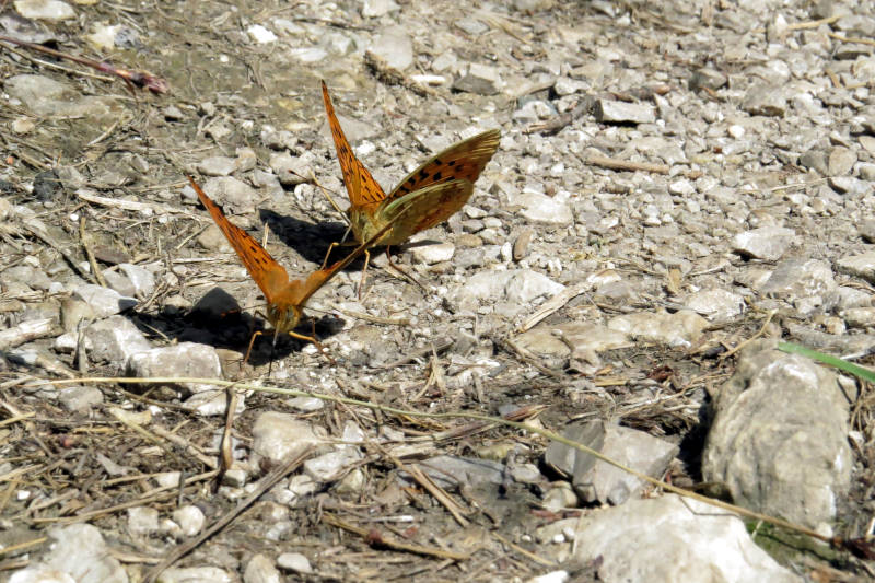 Argynnis adippe ?  E'' lei?  S, ora Fabriciana adippe.