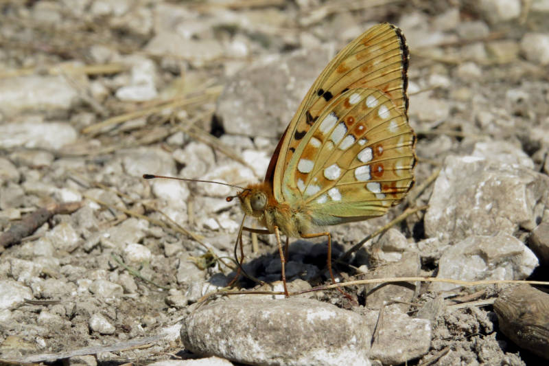 Argynnis adippe ?  E'' lei?  S, ora Fabriciana adippe.