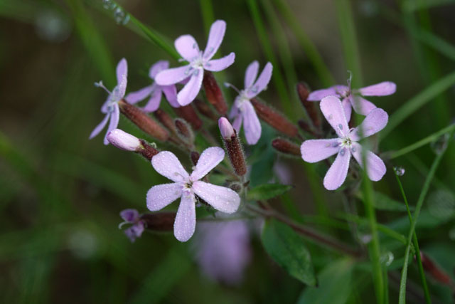 Saponaria ocymoides