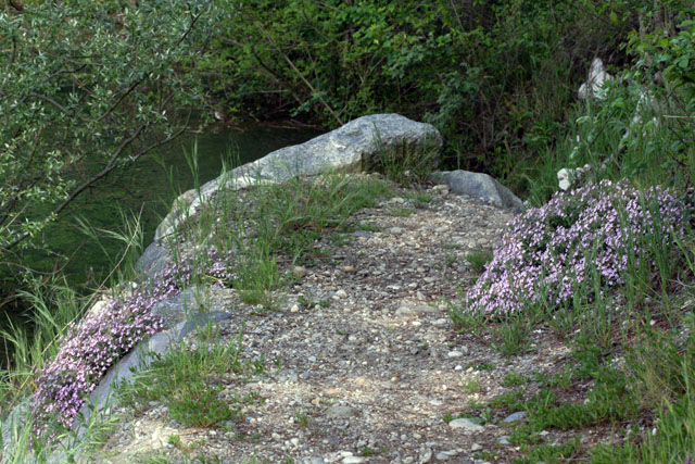 Saponaria ocymoides