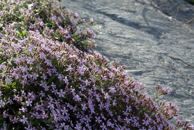 Saponaria ocymoides