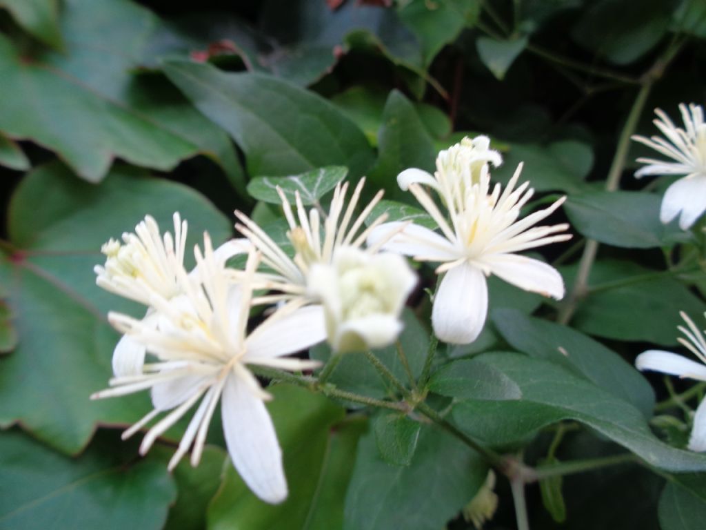 un aiuto per riconoscere questo arbusto rampicante...Clematis sp.