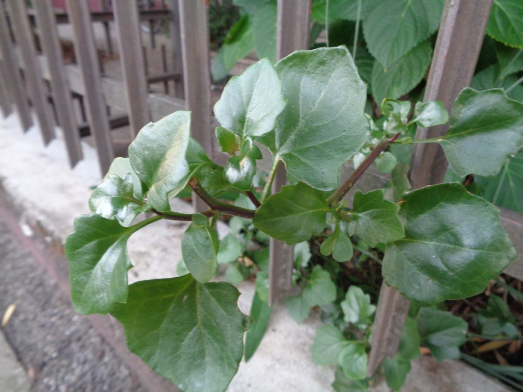 Senecio angulatus