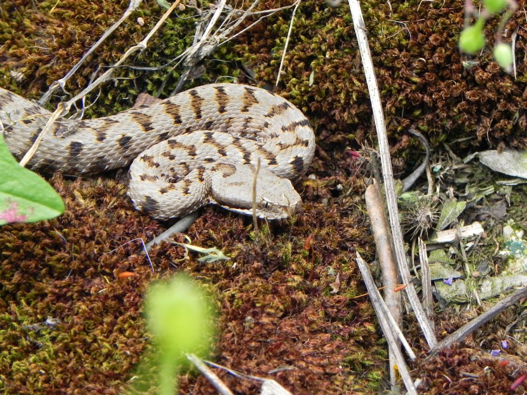 Vipera Aspis