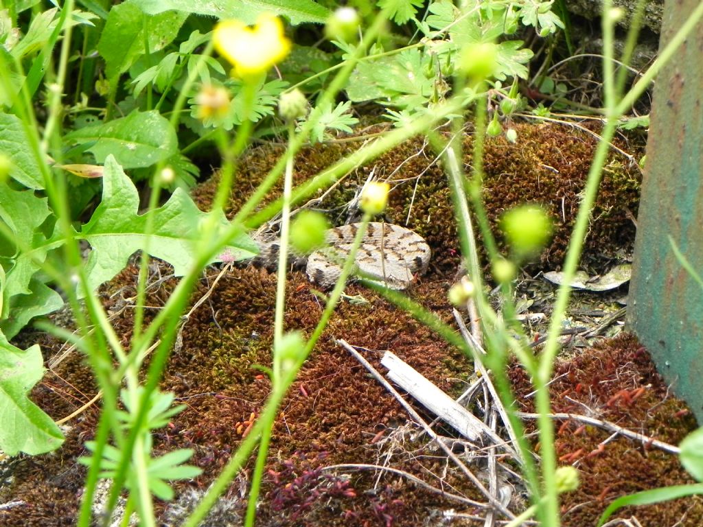 Vipera Aspis