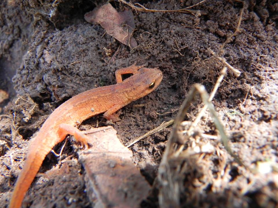 Salamandra da Identificare - L. vulgaris meridionalis