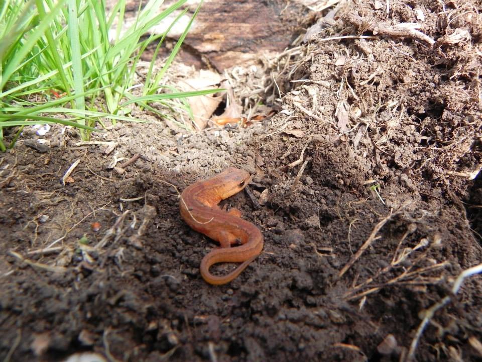 Salamandra da Identificare - L. vulgaris meridionalis