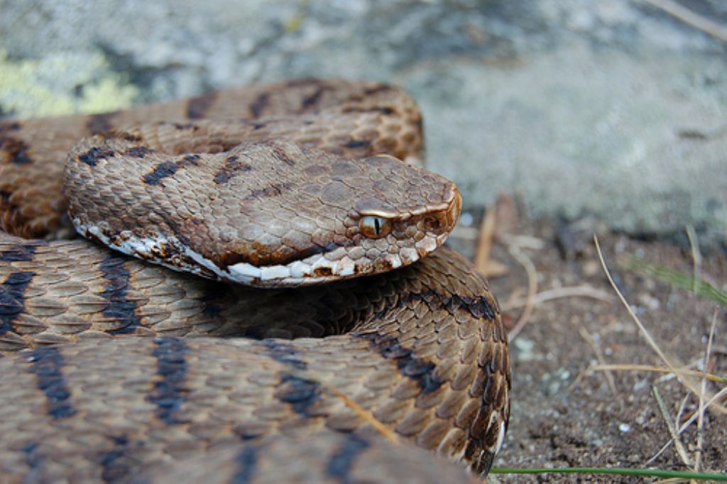 Vipera aspis ma quale? Vipera aspis francisciredi