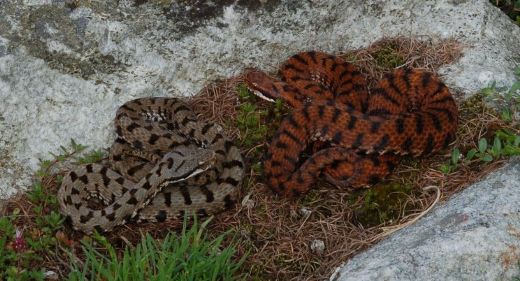 Vipera aspis ma quale? Vipera aspis francisciredi