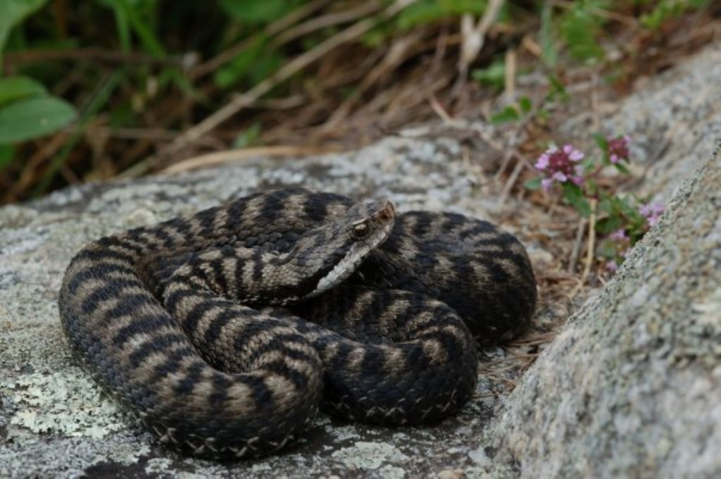 Vipera aspis ma quale? Vipera aspis francisciredi