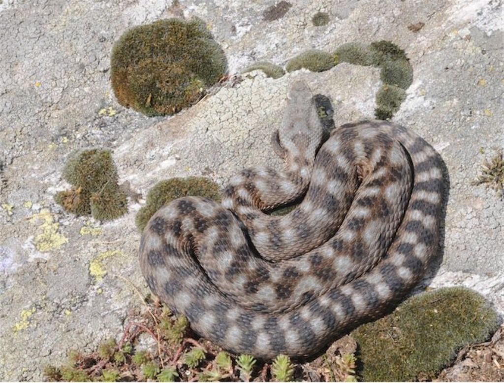 Vipera aspis ma quale? Vipera aspis francisciredi