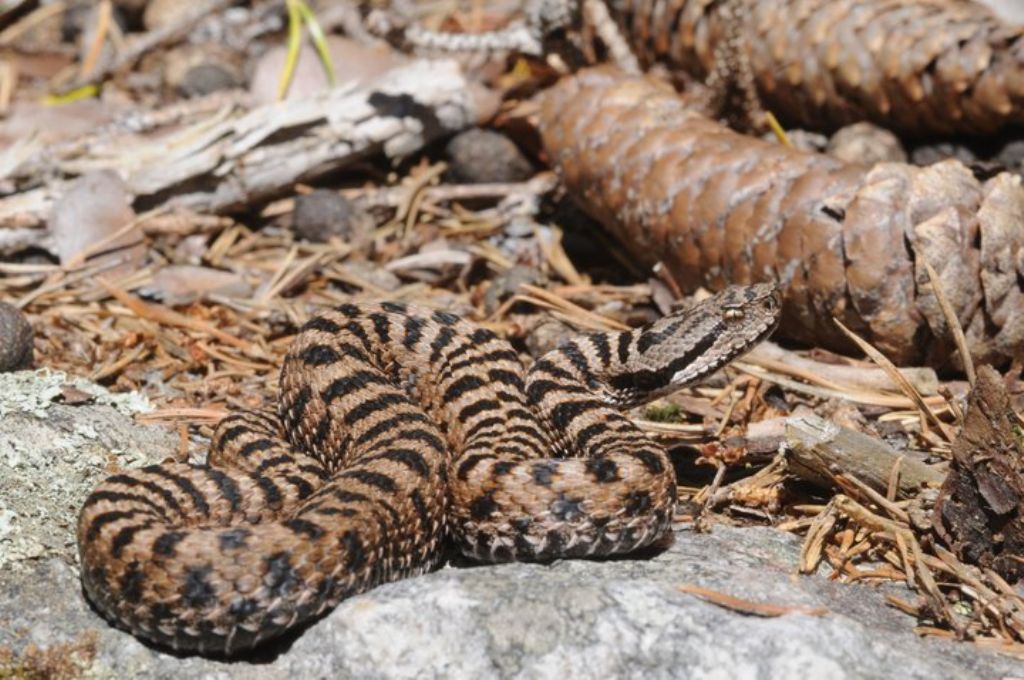 Vipera aspis ma quale? Vipera aspis francisciredi