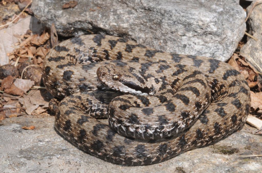 Vipera aspis ma quale? Vipera aspis francisciredi