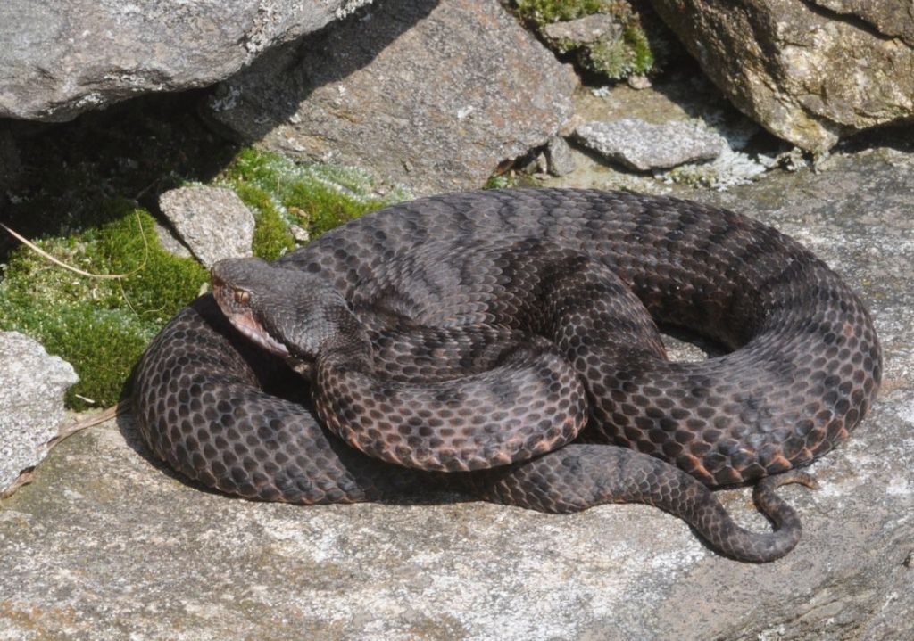 Vipera aspis ma quale? Vipera aspis francisciredi