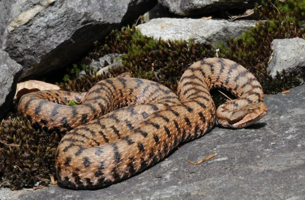 Vipera aspis ma quale? Vipera aspis francisciredi